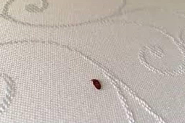 Bed bug exterminator near me