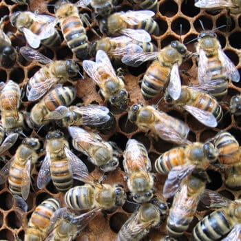 Humane bee removal
