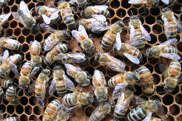 Humane bee removal