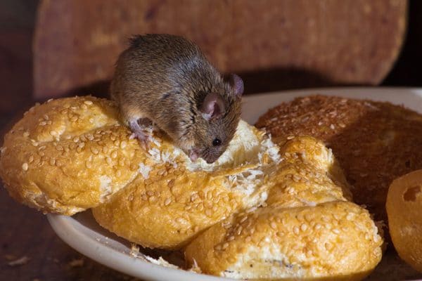 I need a mice exterminator