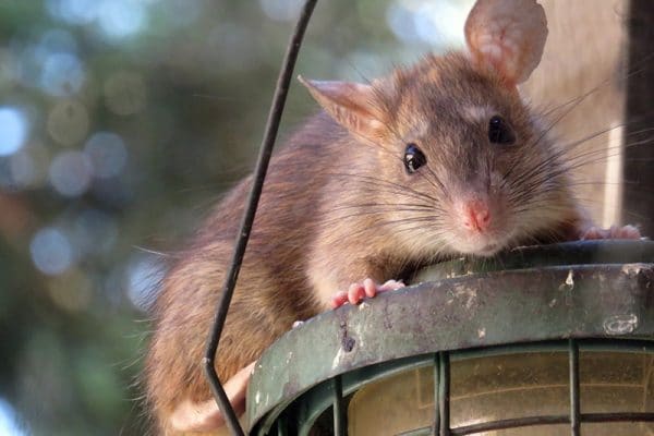 How to rid my house of rats