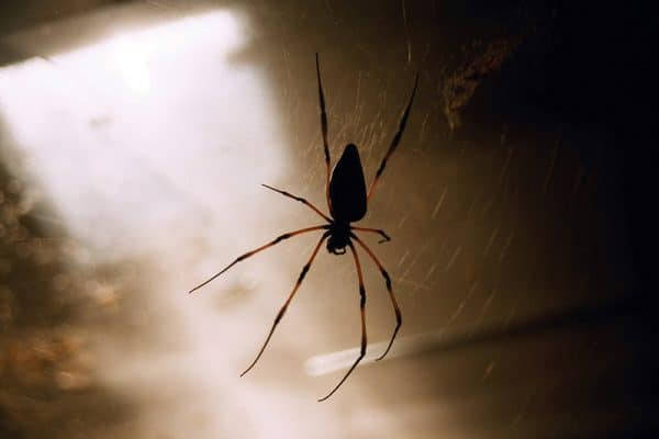 Spiders near my house