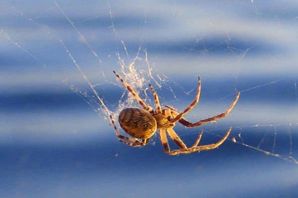 Spider in web, Best Pest Control Caper WY