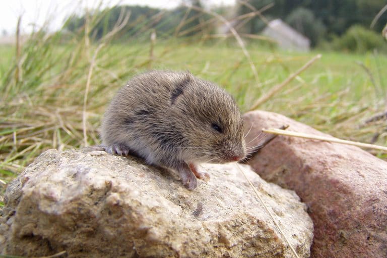 Vole removal near Great Falls