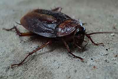 cockroach exterminator Best Pest Control Casper WY